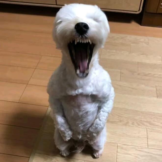 今天是开心Au