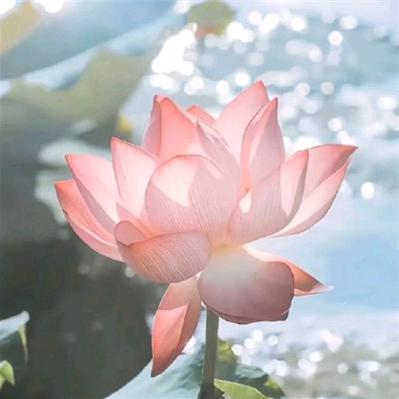 阳光咖啡
