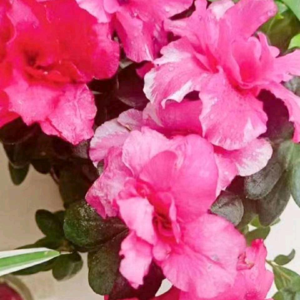 菊子