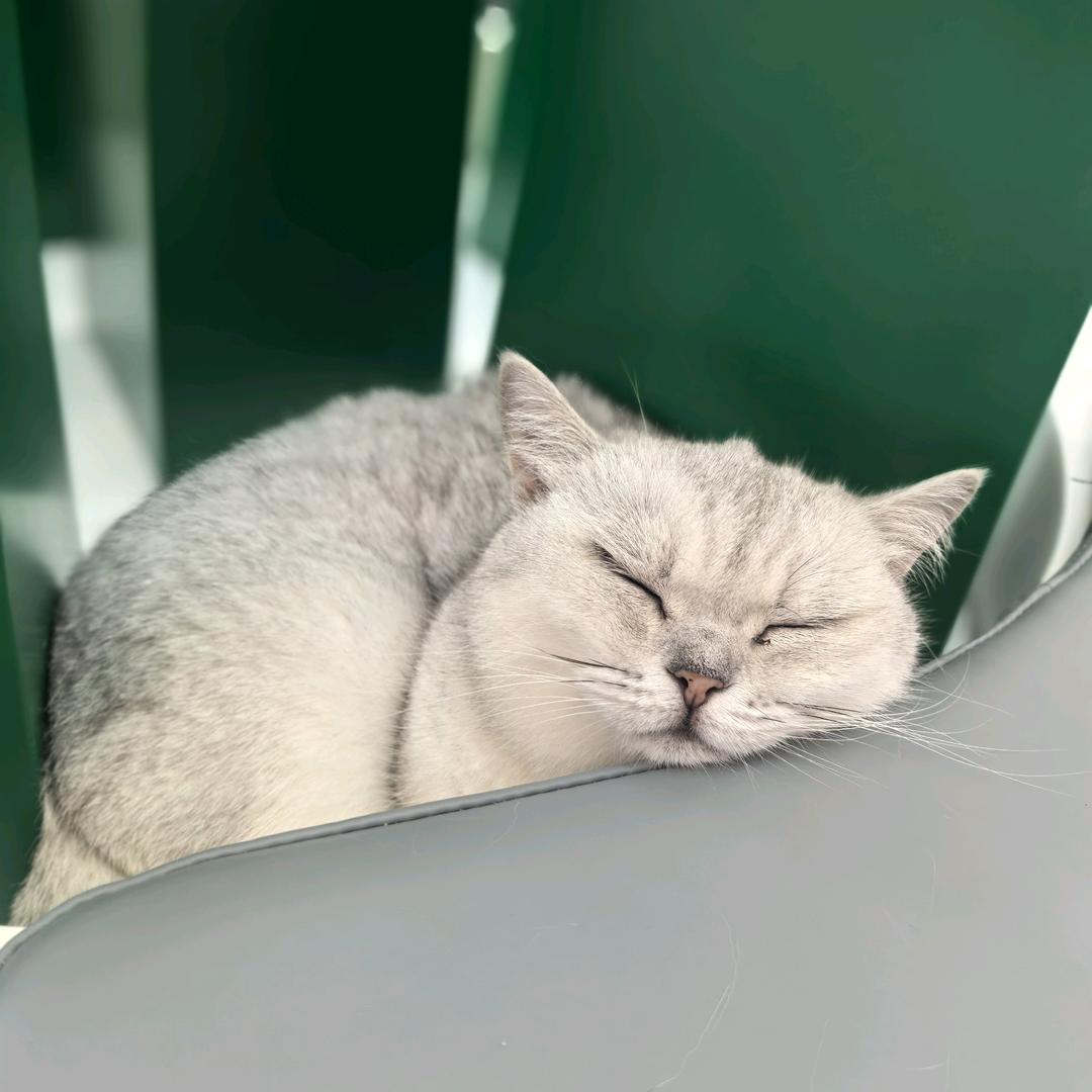 美式不是没事🥤