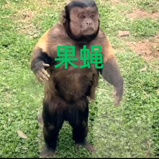 𝑸.果蝇🪰