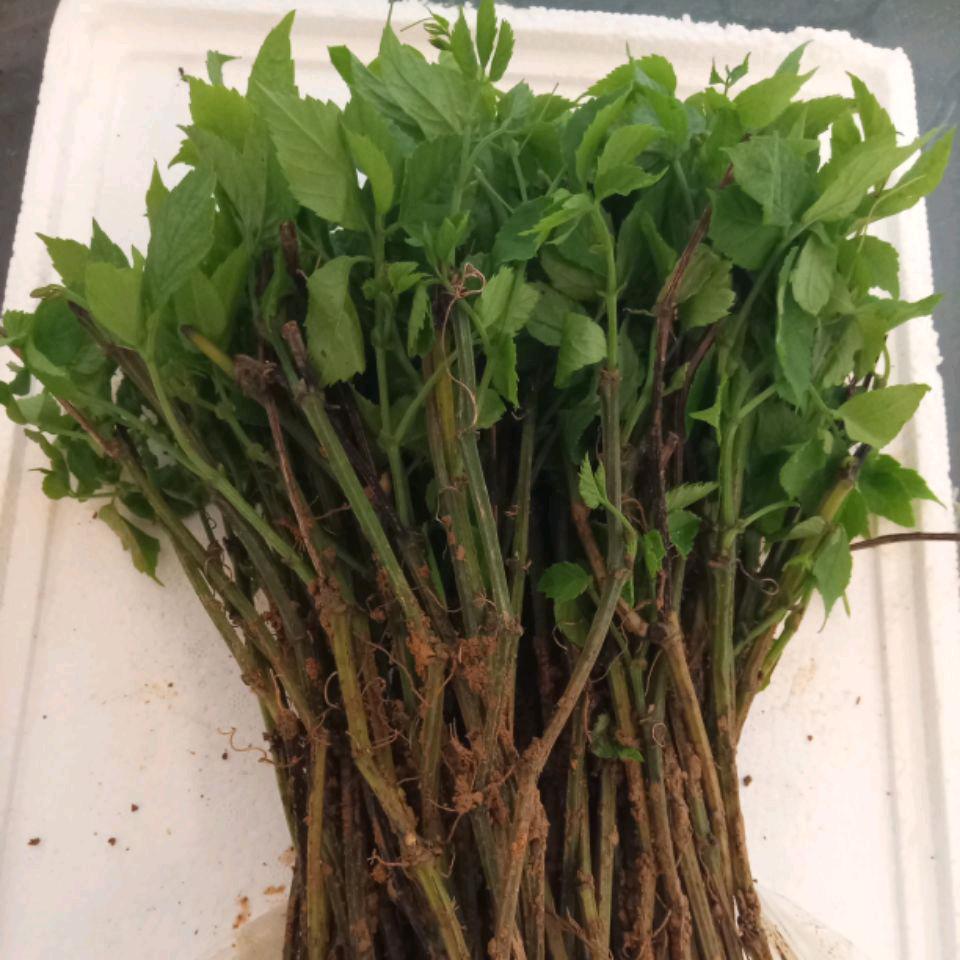 中草药栽培技术一赵姐