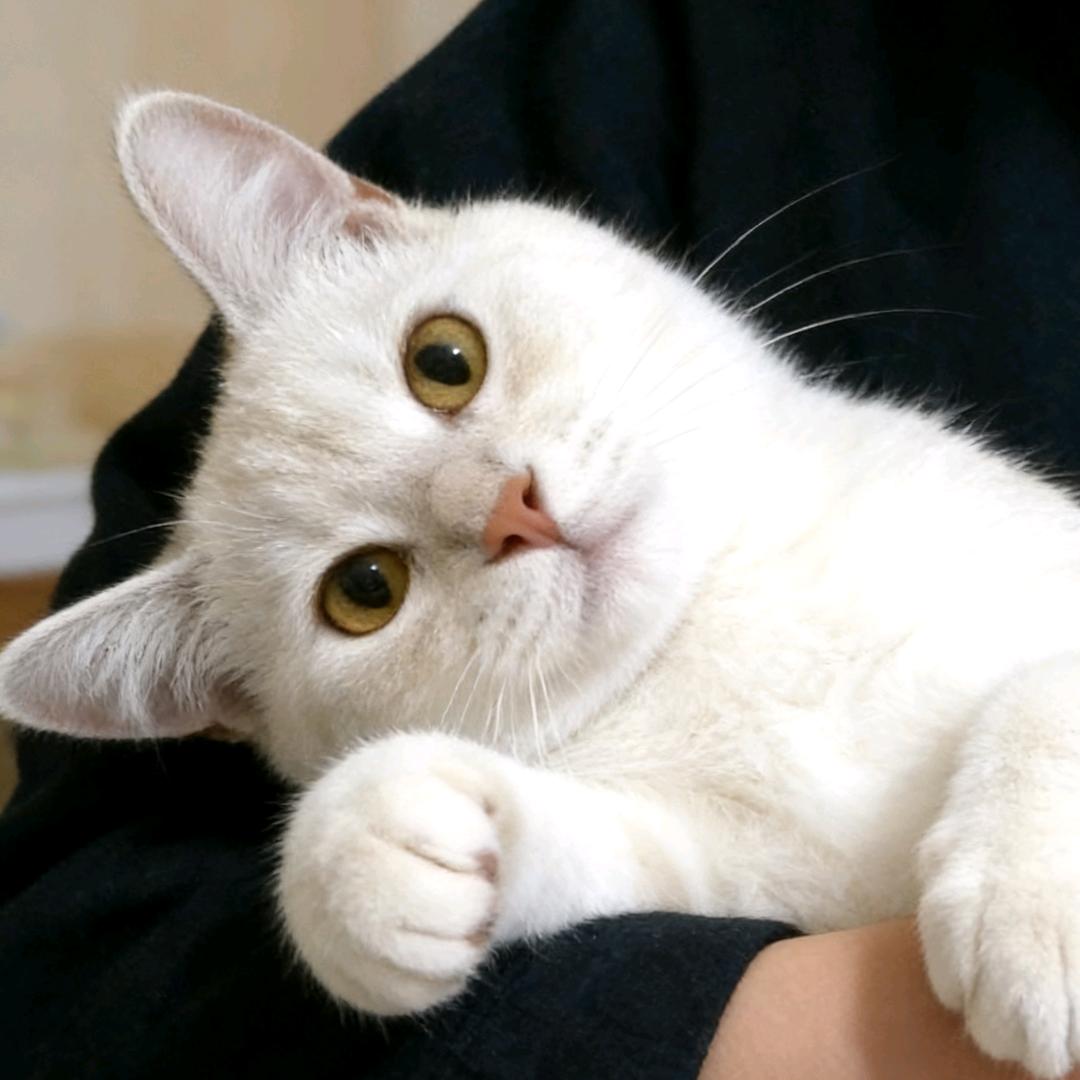 阿喵宠物用品批发