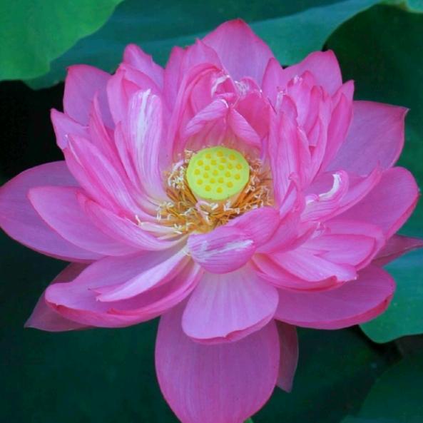 红曰吕梯