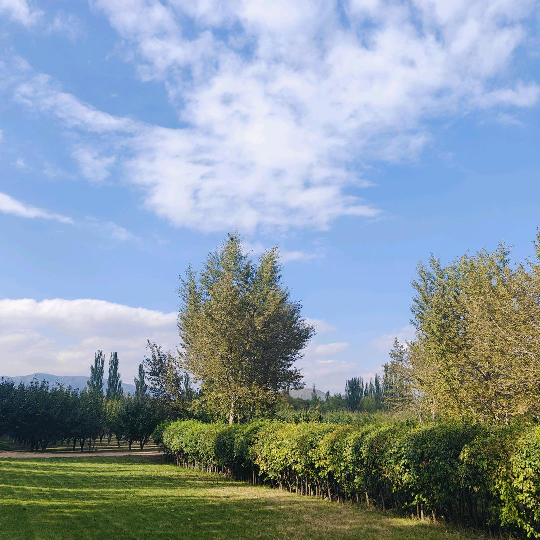 🍍韭菜盒子🍍