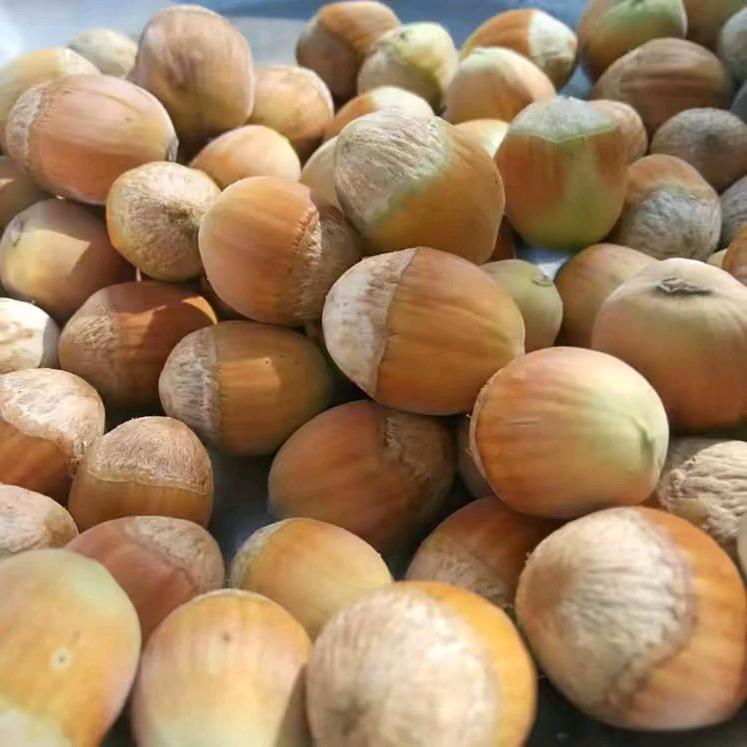 青冈榛子园玲姐