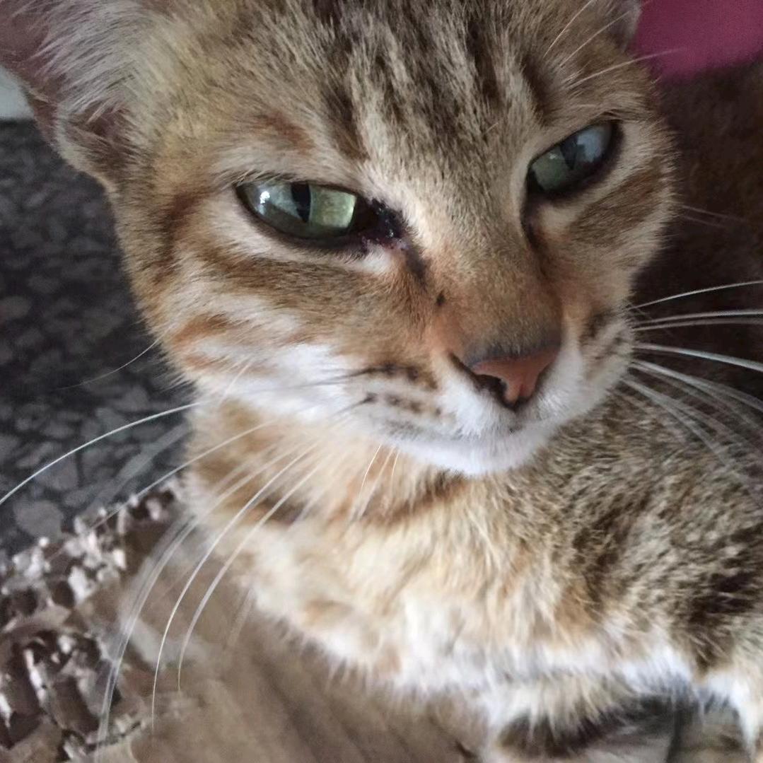 傻猫