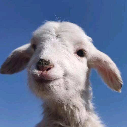 羊肉串·