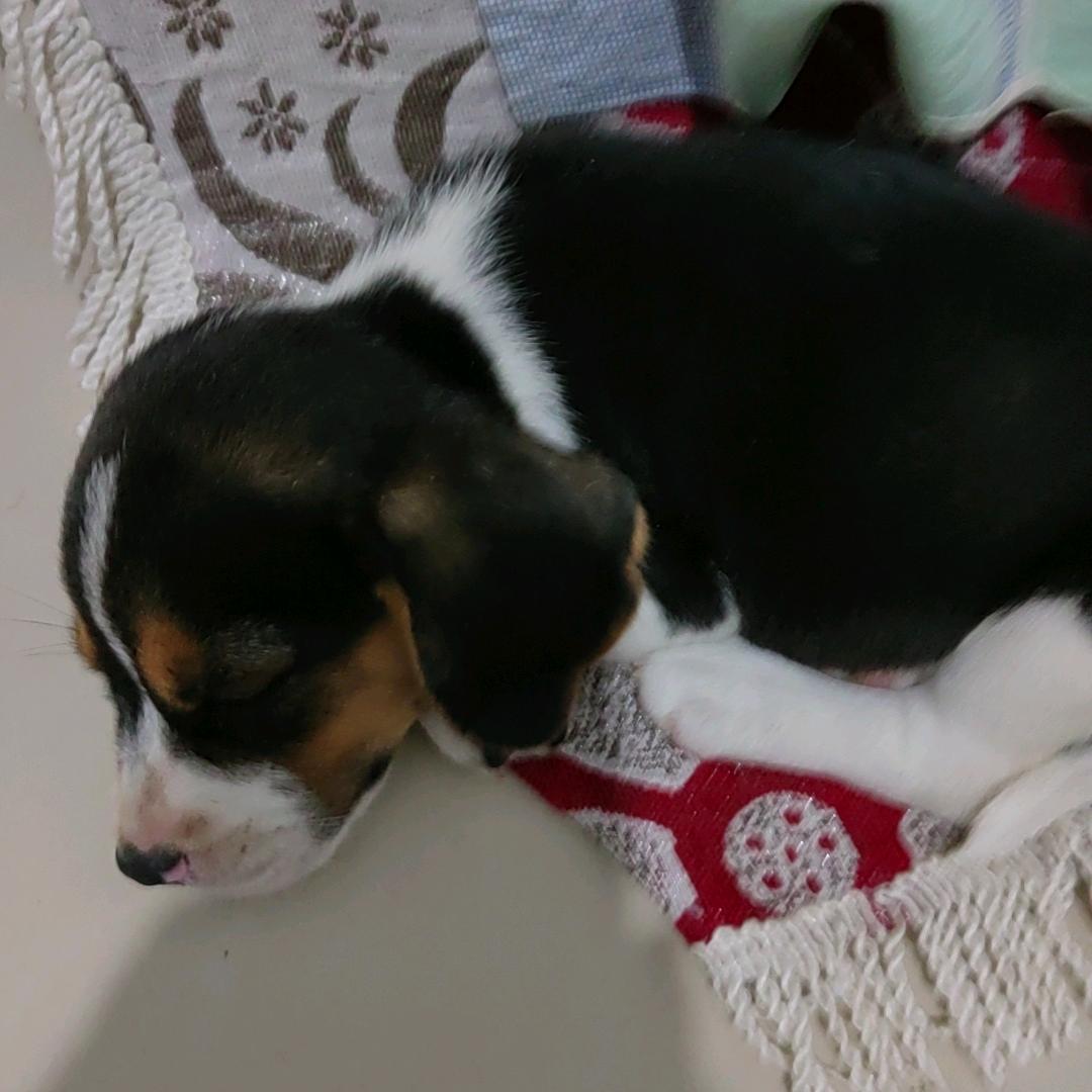 可爱的小狗