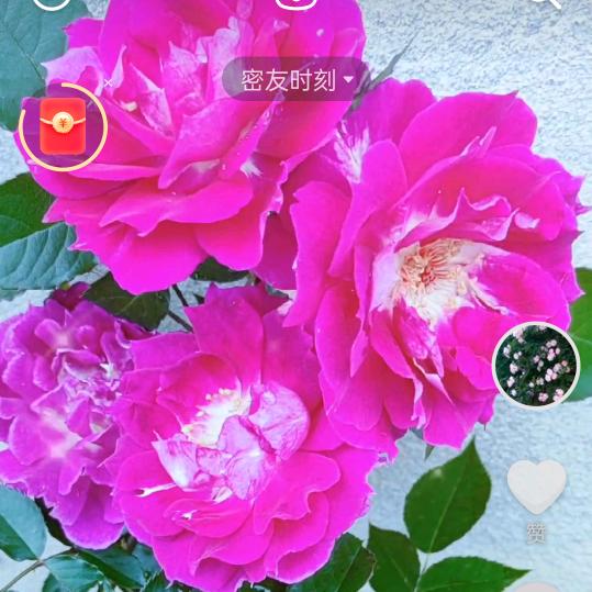 梦中女人