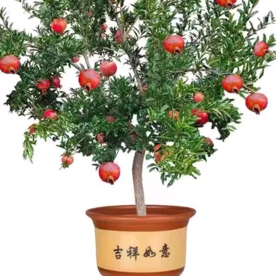 石榴树景观园