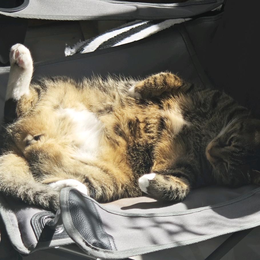 速溶猫