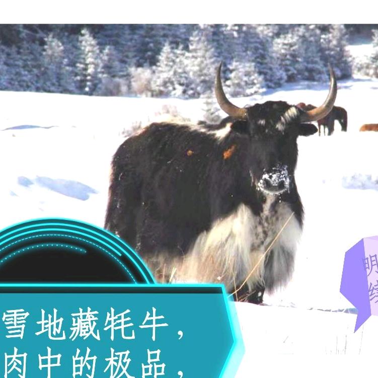 《高品牛羊肉》短剧