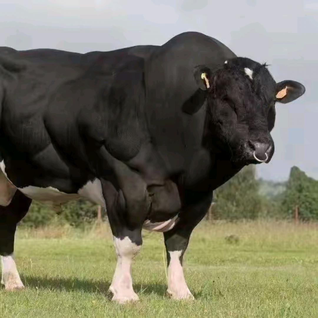 牛市经济（马三）