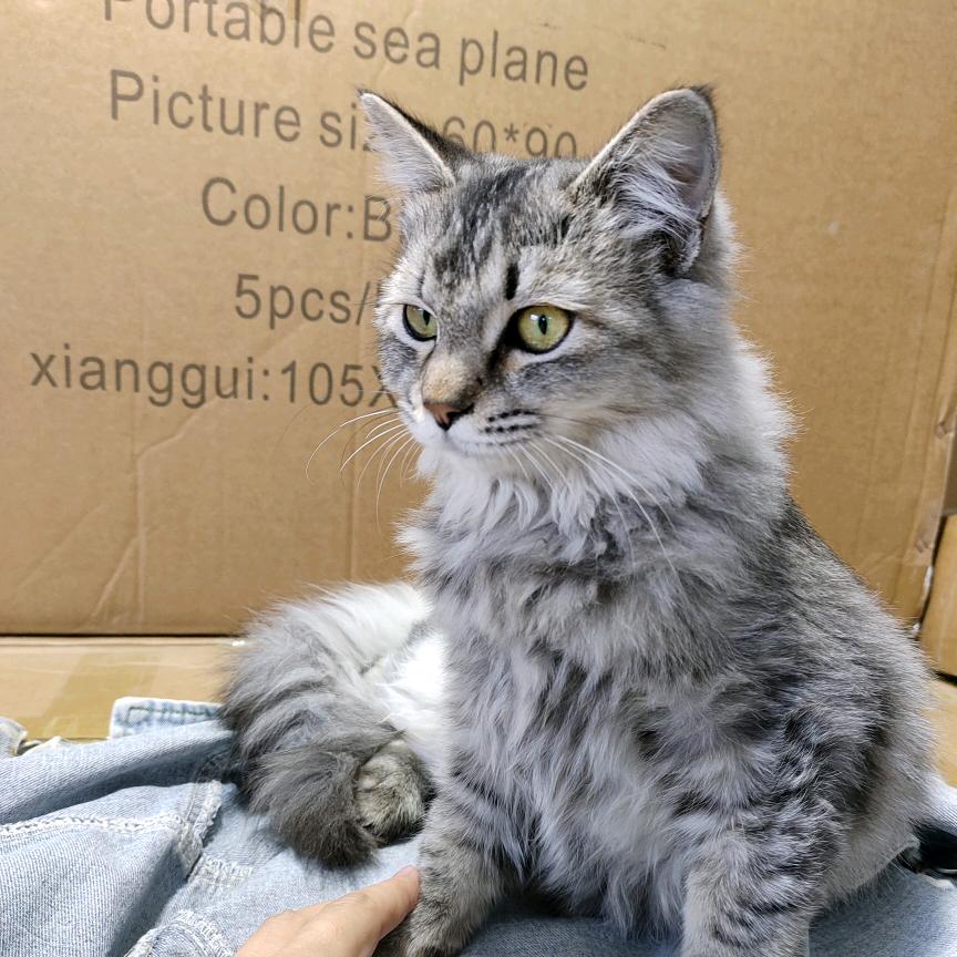 我家有只小灰猫