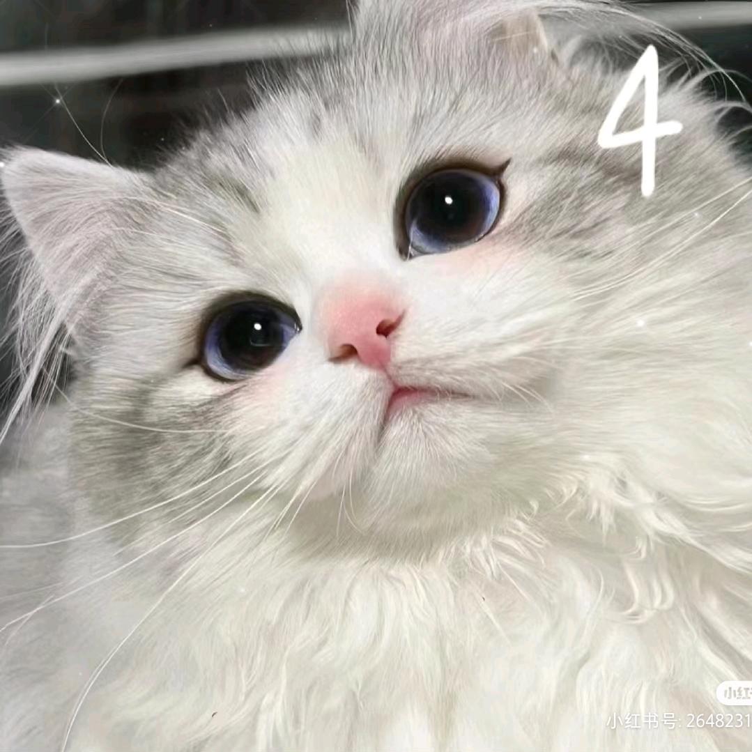 不爱吃鱼的猫