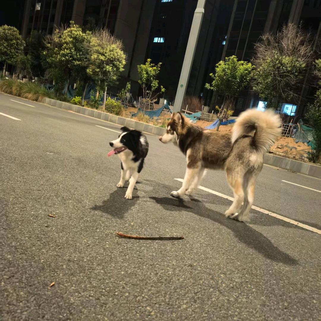 护犊花和窝囊壮