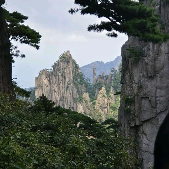 大地瓜