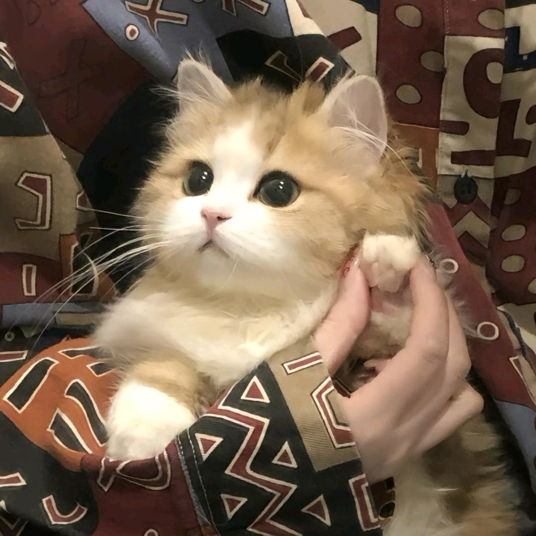 彳亍