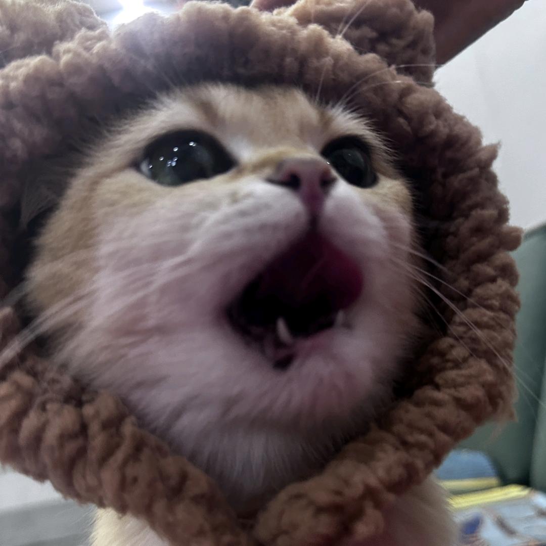哆咪芽