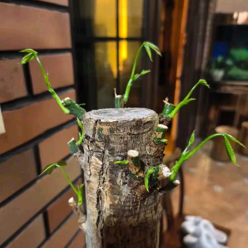 温柔只给意中人