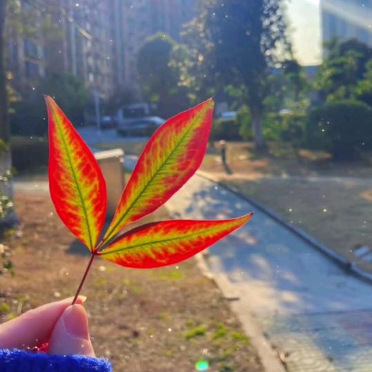 🍁红枫叶🍁～