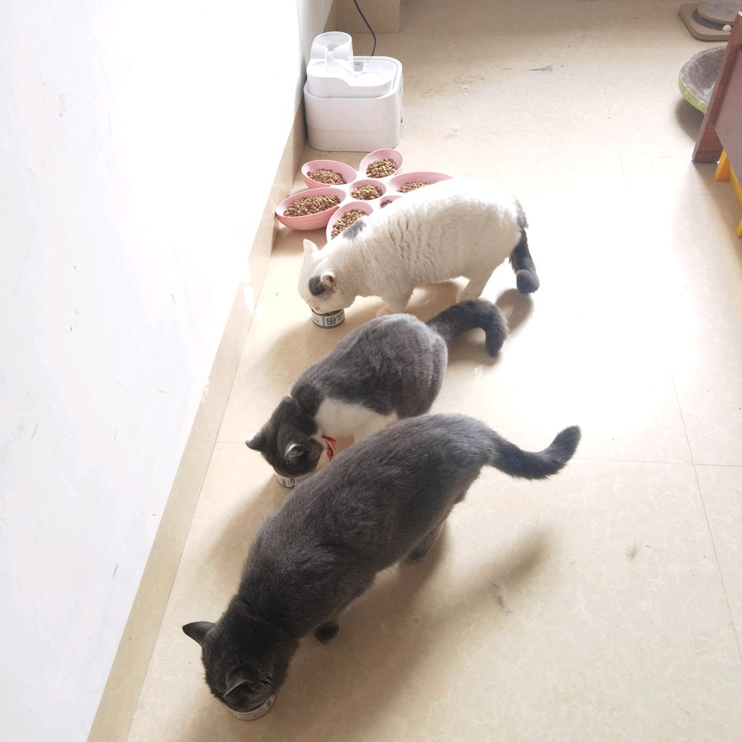 大王.
