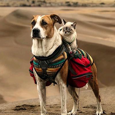Lin琳犬舍