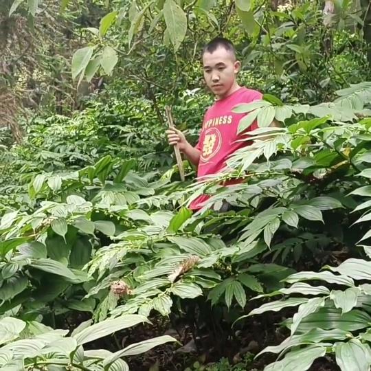 大山深处里的小马