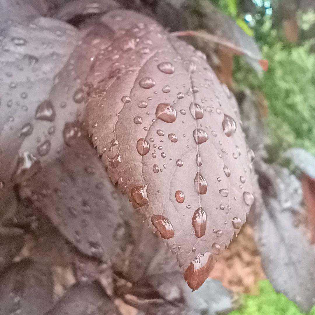 兰子