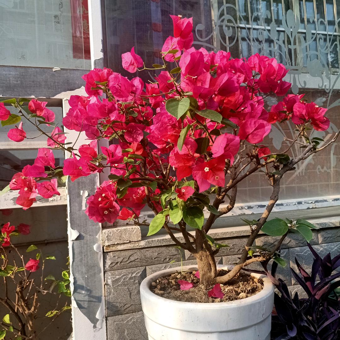 河南新郑袁永枝。