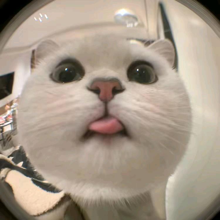 小笨先生