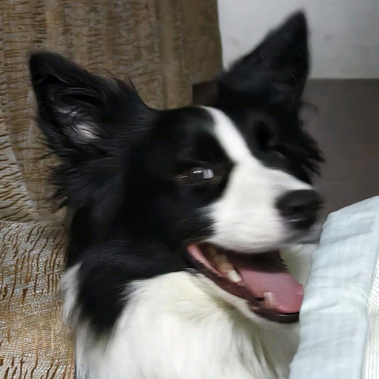陈咩咩