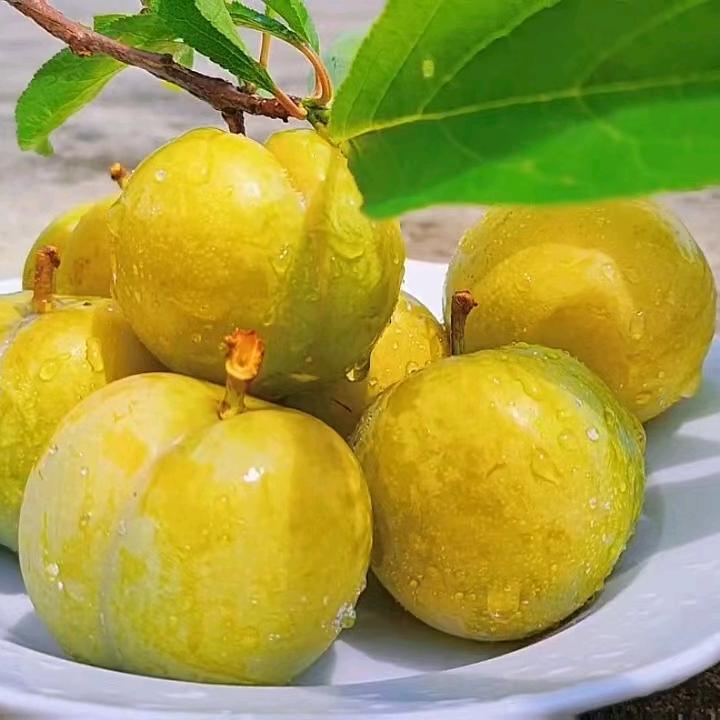 贵州鲜投果商贸有限公司。