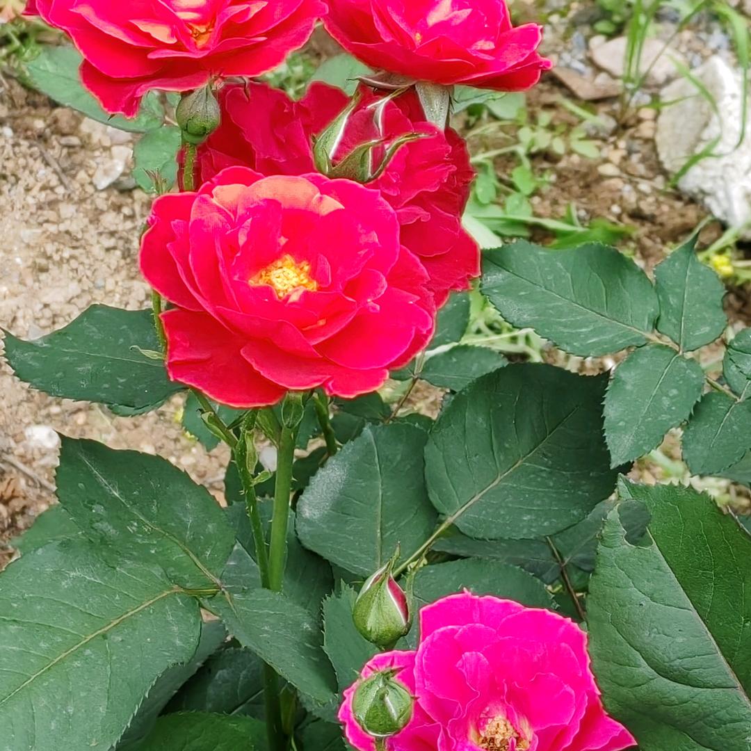 清风云淡