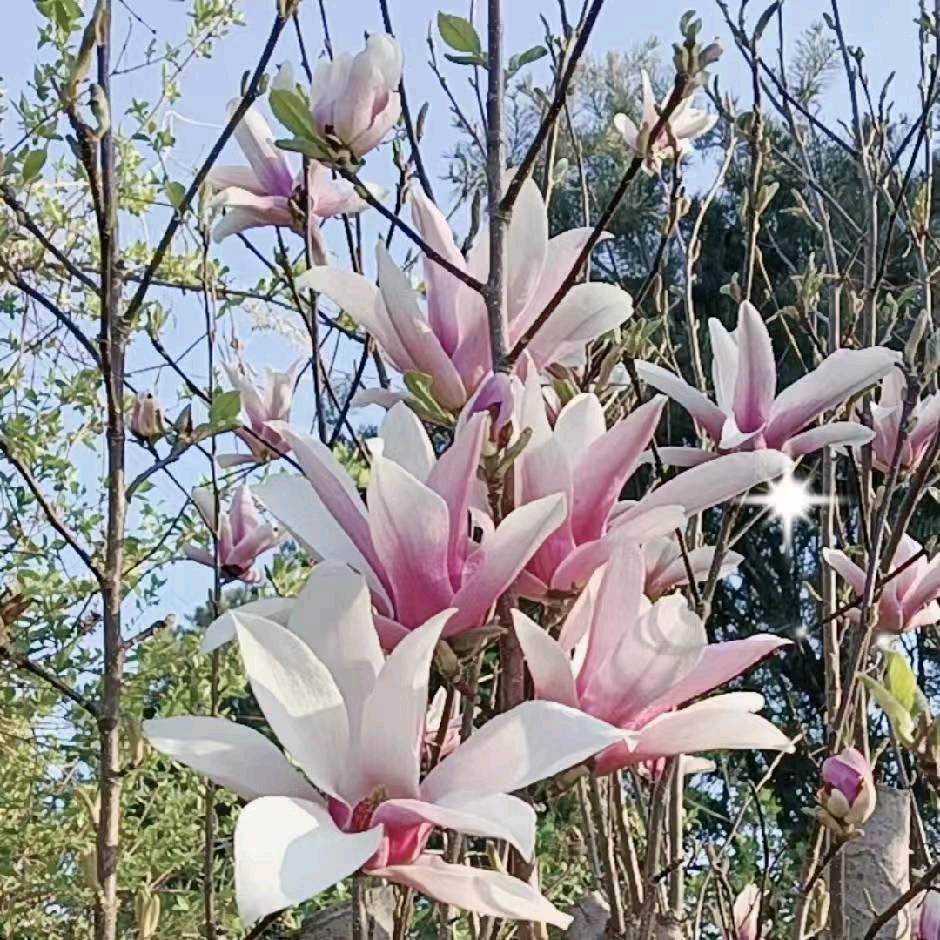 河石