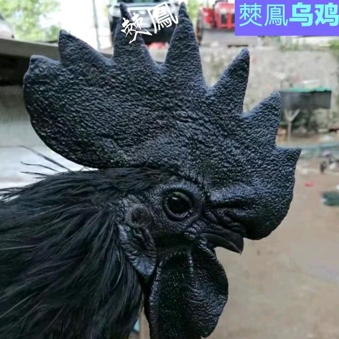 僰鳯乌鸡宠物优品