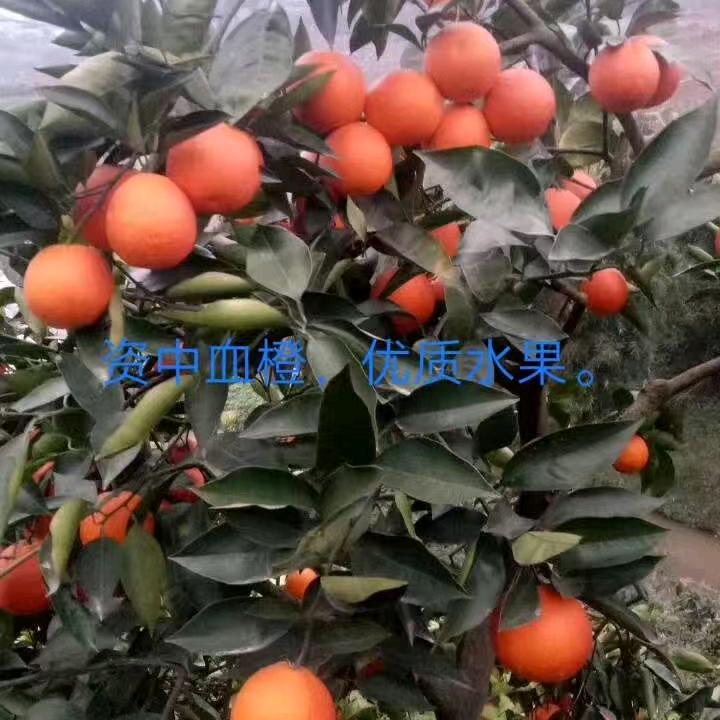 橘子林果园四季鲜果直销