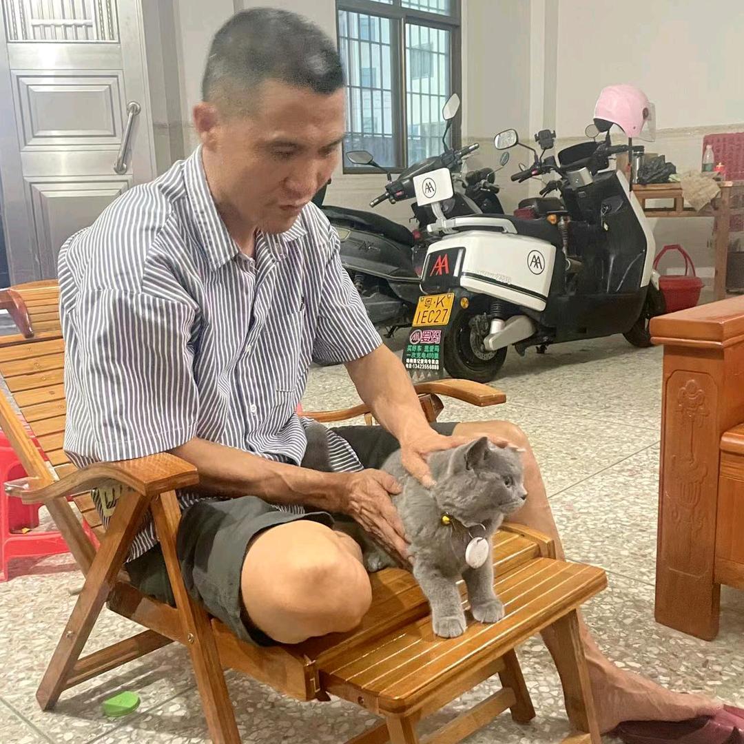 金鸡辉煌