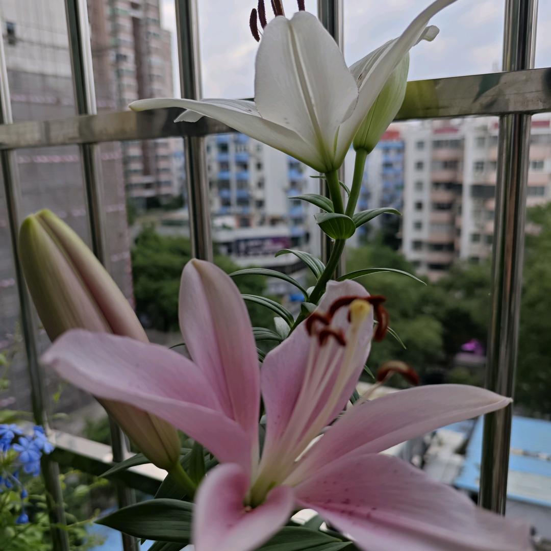 斌哥