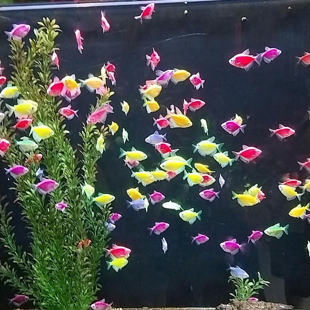 飞儿舞团《好物在橱窗》