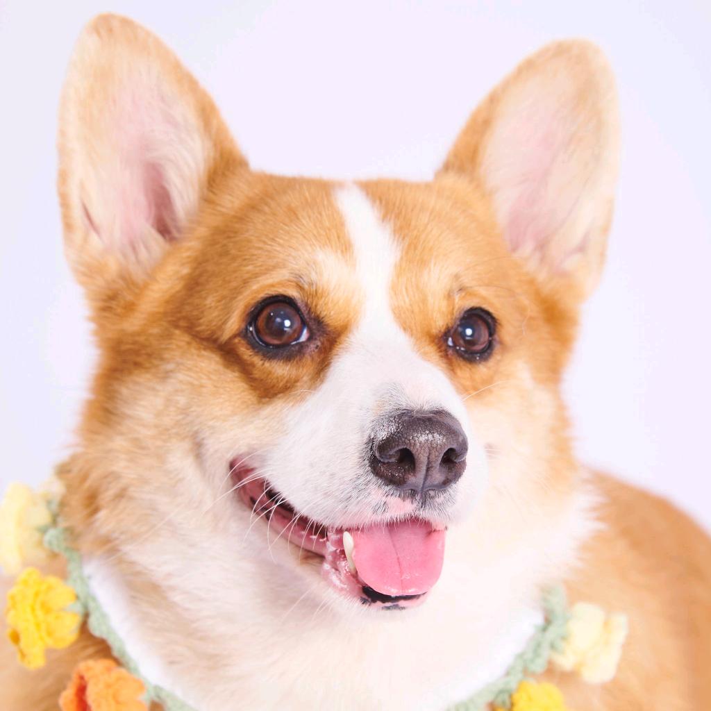 厦门同安区宠界宠物用品店（个体工商户）