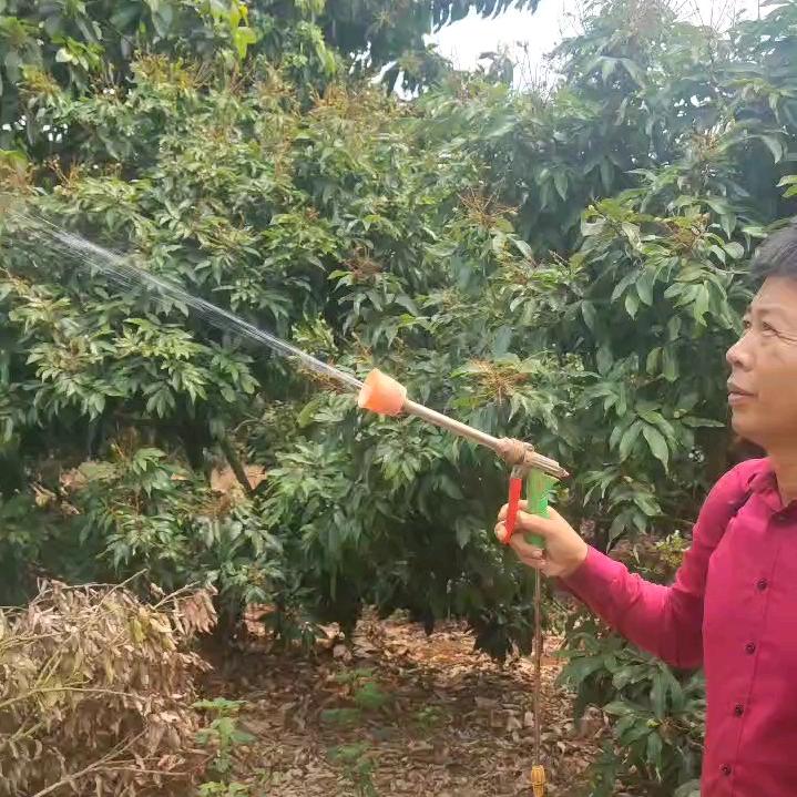 荔枝八叔