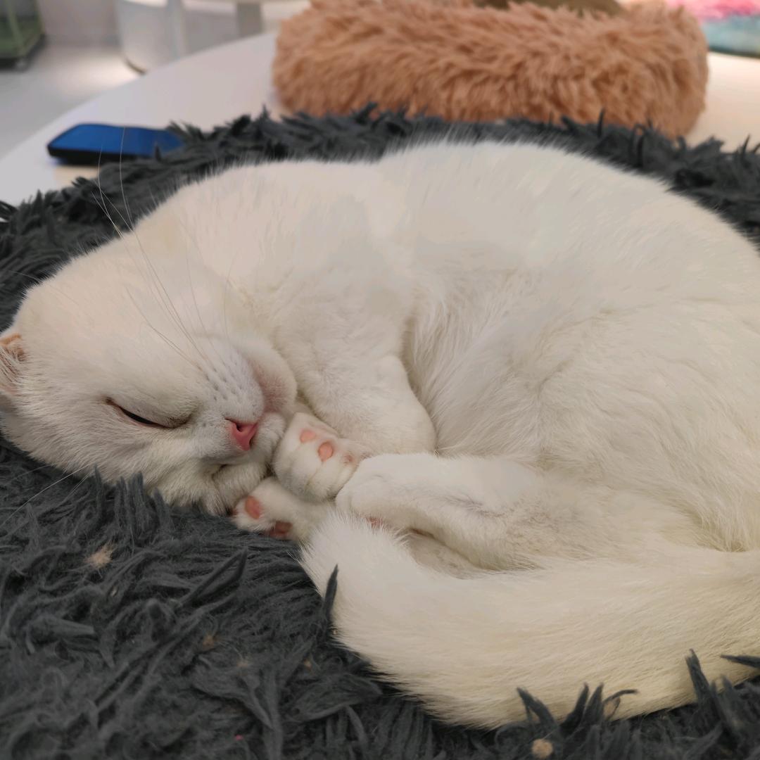 不睡了