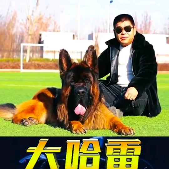 亮点畜牧业