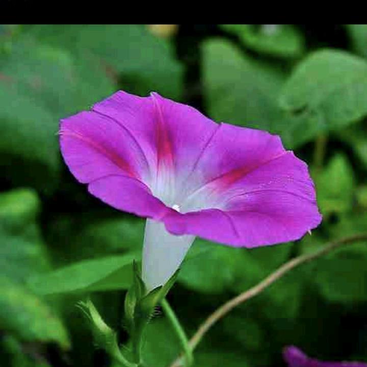 甘肃，代买，代发