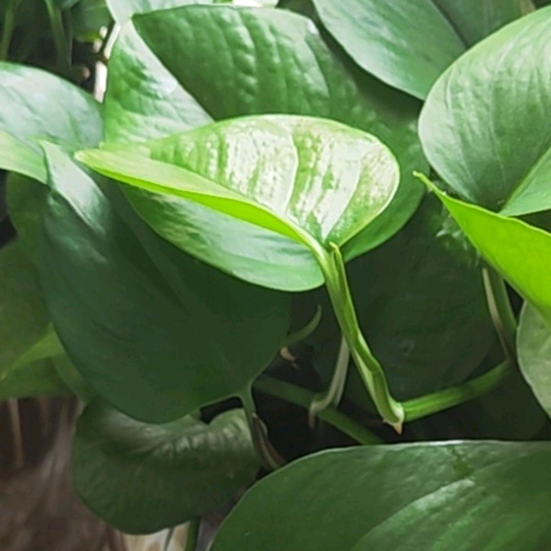 小孟接裁片