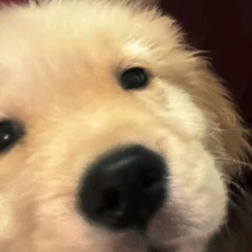 锅包肉不吃锅包肉