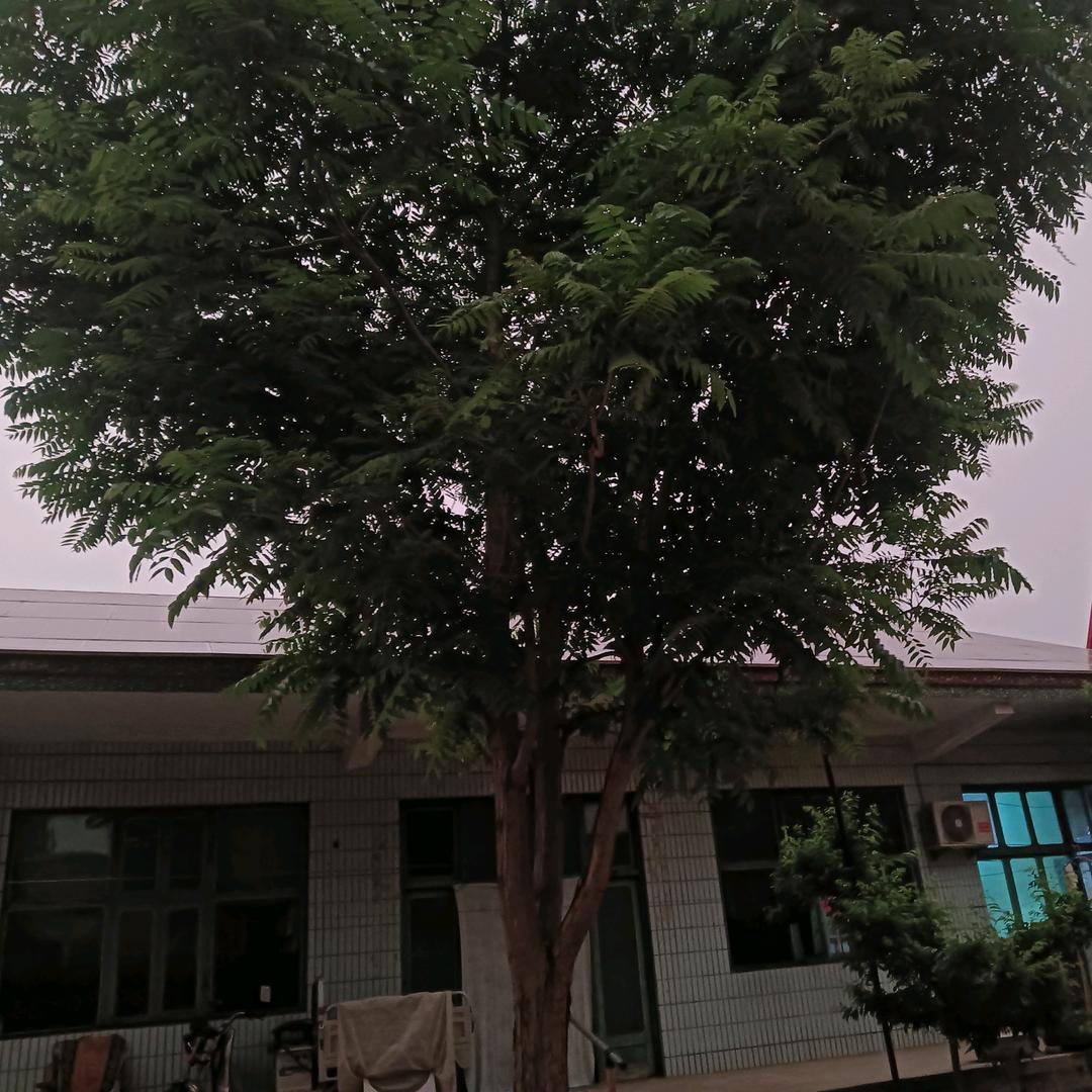 LI行天下（1978.08.18）