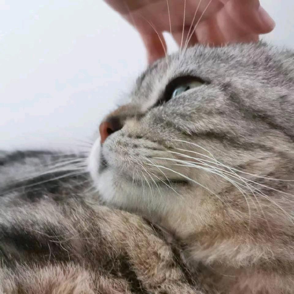 巳屿